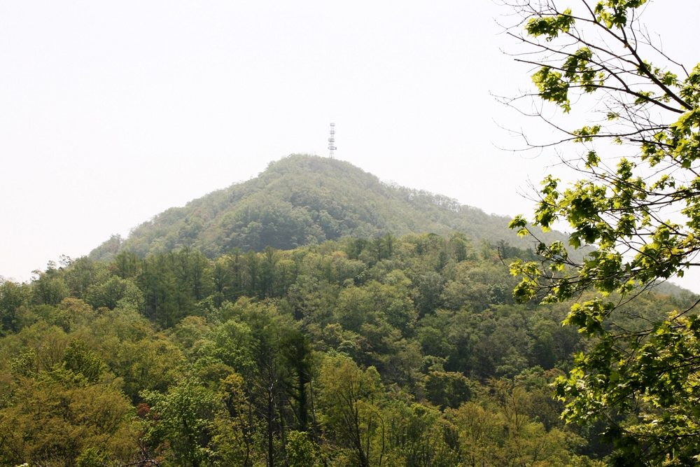 北海道ならでは 春紅葉 札幌 スペースワン